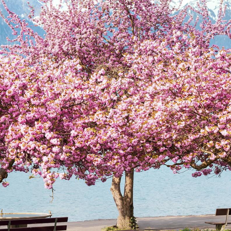 Home depot clearance trees